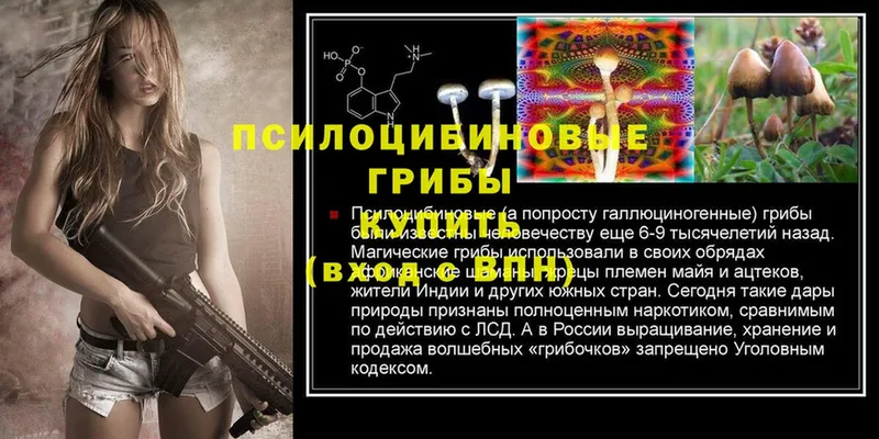 KRAKEN ТОР  Гай  Псилоцибиновые грибы Psilocybine cubensis 